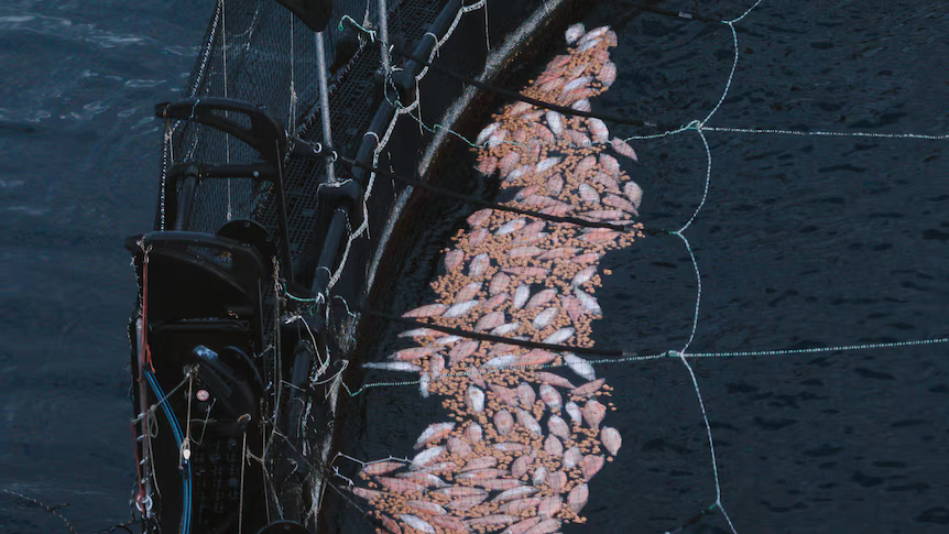 Dead salmon float on the edge of a Tassal fish pen off Surveyors Bay (supplied: Bob Brown Foundation)