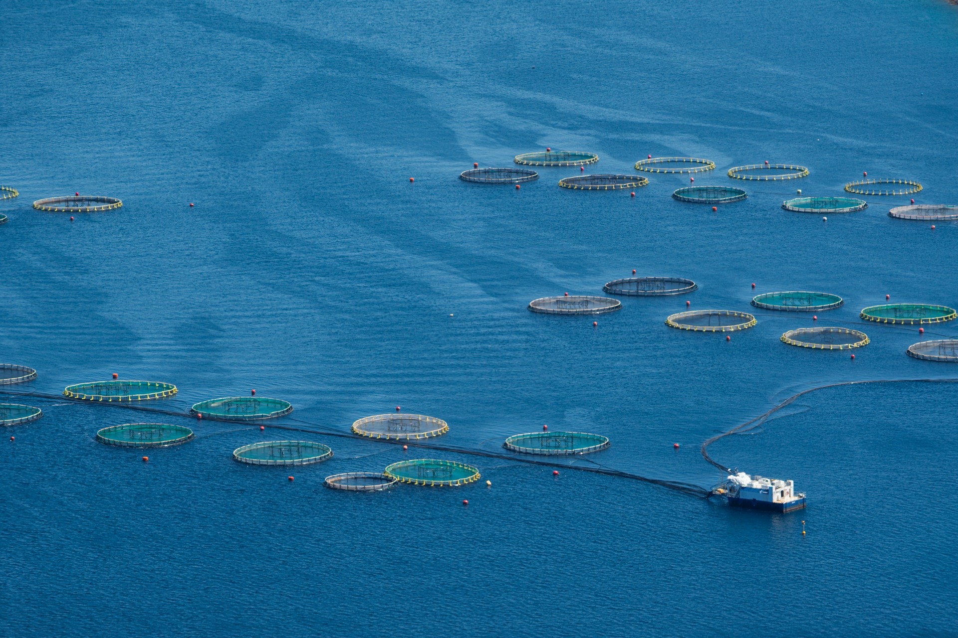 Photo by Norbert Buduczki.